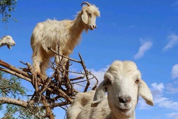 Crocoparc & Agadir's Tree-Climbing Goats: Half-Day Wildlife and Argan Oil Experience