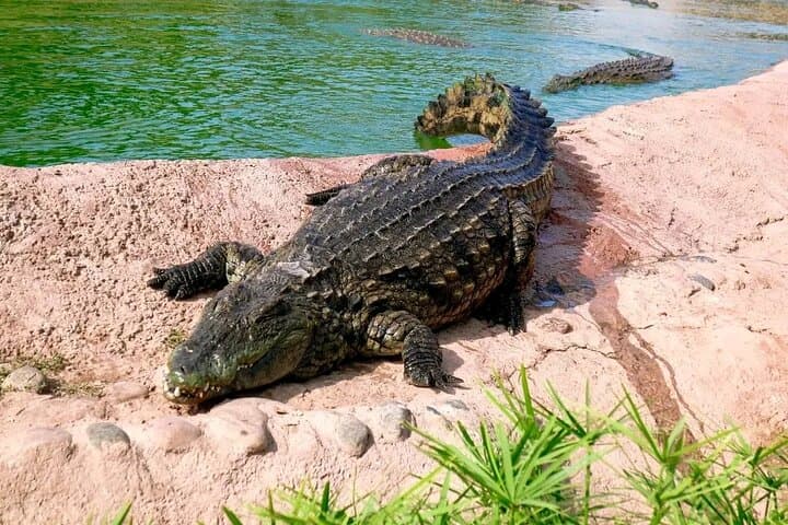 Crocoparc & Agadir's Tree-Climbing Goats: Half-Day Wildlife and Argan Oil Experience photo 3
