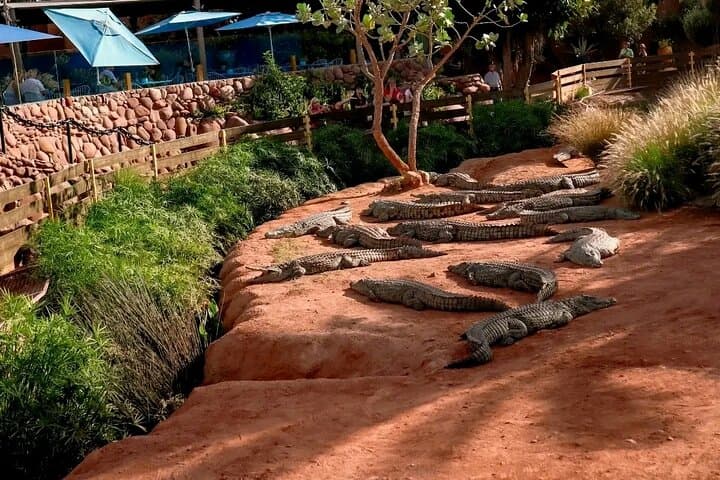 Crocoparc & Agadir's Tree-Climbing Goats: Half-Day Wildlife and Argan Oil Experience photo 4