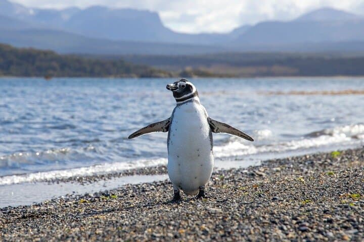 Penguin Cruise to Martillo Island, Beagle Channel from Ushuaia photo 2