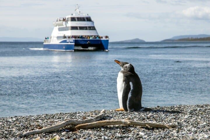 Penguin Cruise to Martillo Island, Beagle Channel from Ushuaia photo 5