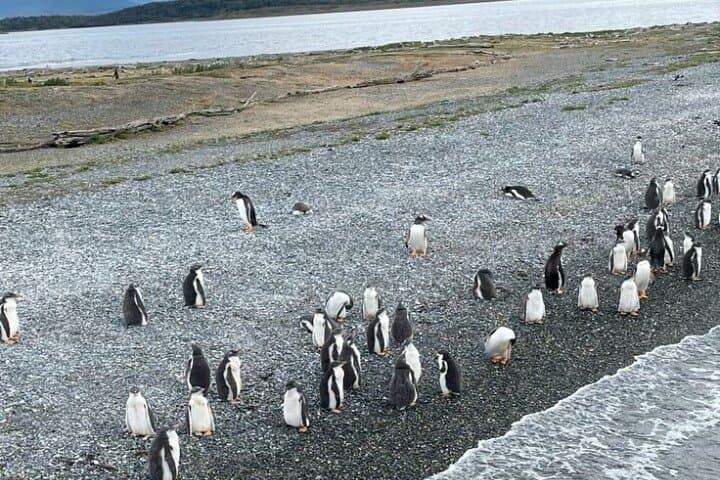 Penguin Cruise to Martillo Island, Beagle Channel from Ushuaia photo 6