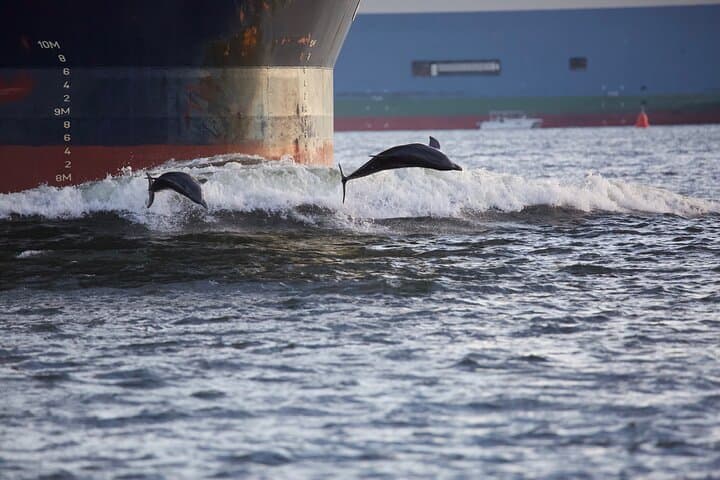 Charleston Dolphin Cruise: Scenic Harbor Adventure from Shem Creek