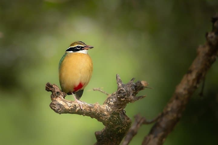All-Inclusive Yala National Park Full-Day Game Drive: Leopard, Elephant & Bird Safari photo 2