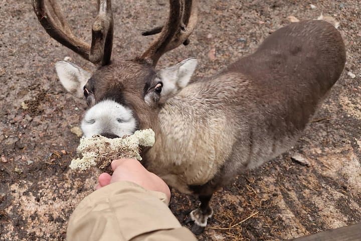 Nuuksio National Park Private Reindeer Farm Tour from Helsinki