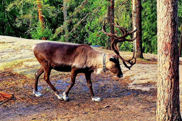 Nuuksio National Park Private Reindeer Farm Tour from Helsinki photo 3
