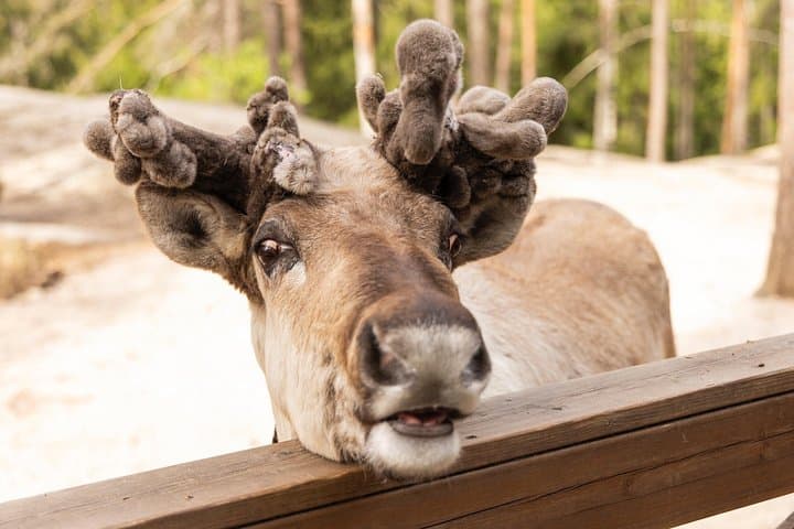 Nuuksio National Park Private Reindeer Farm Tour from Helsinki photo 4