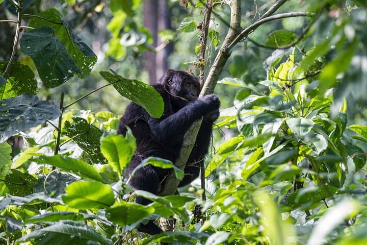 Kigali to Mgahinga Gorilla Trek: 1-2 Day Volcano Forest Tracking