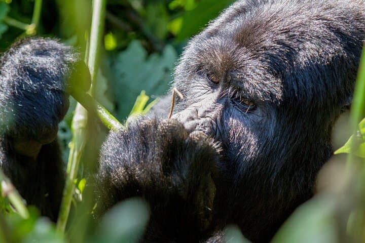 Kigali to Mgahinga Gorilla Trek: 1-2 Day Volcano Forest Tracking photo 2