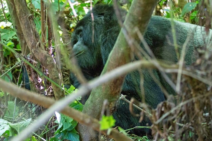 Kigali to Mgahinga Gorilla Trek: 1-2 Day Volcano Forest Tracking photo 3