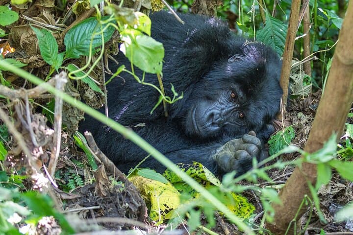 Kigali to Mgahinga Gorilla Trek: 1-2 Day Volcano Forest Tracking photo 4