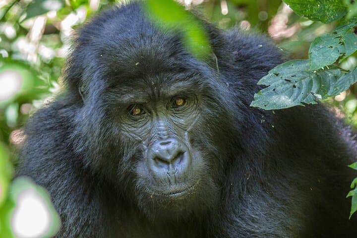 Kigali to Mgahinga Gorilla Trek: 1-2 Day Volcano Forest Tracking photo 5