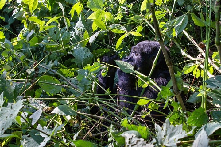 Kigali to Mgahinga Gorilla Trek: 1-2 Day Volcano Forest Tracking photo 6