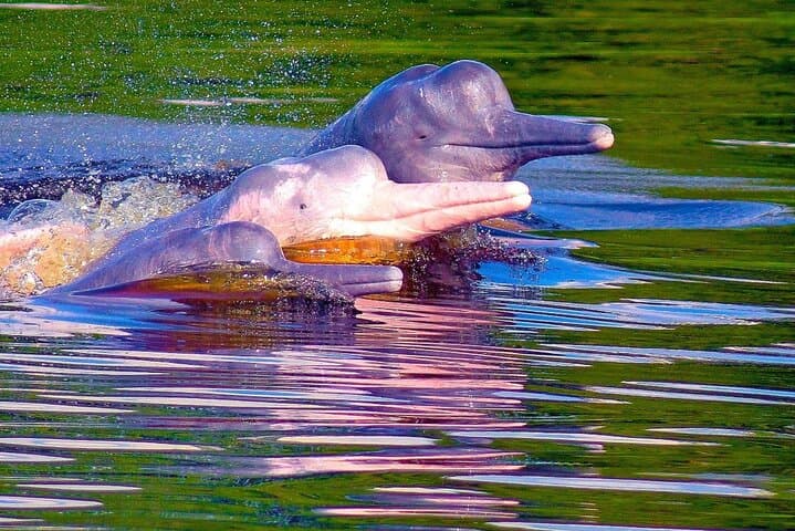 4-Day Amazon Jungle Expedition in Pacaya Samiria: Boat, Wildlife & Local Lore photo 3