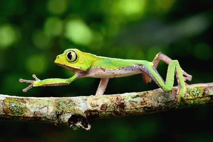 4-Day Amazon Jungle Expedition in Pacaya Samiria: Boat, Wildlife & Local Lore photo 6