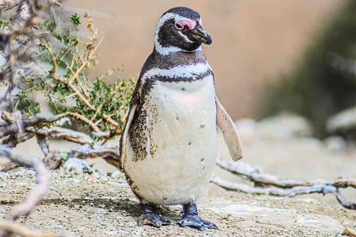 Monte León 4x4 Adventure: Penguins, Sea Lions & Patagonian Steppe Day Trip photo 2