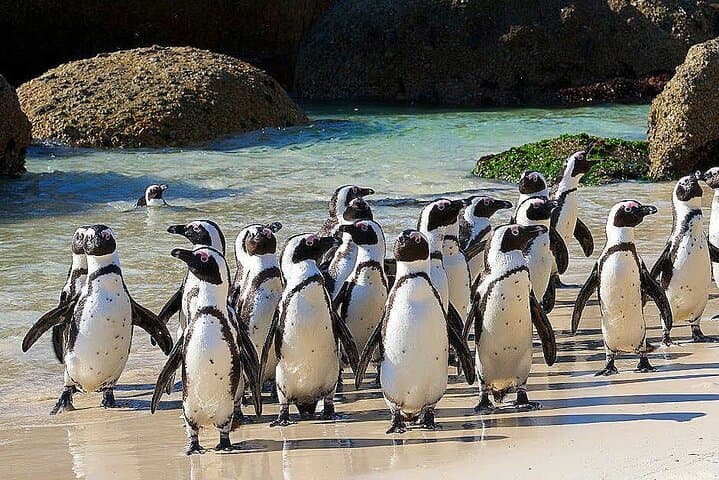 Cape Peninsula Tour and Cape of Good Hope Day Trip from Cape Town photo 3