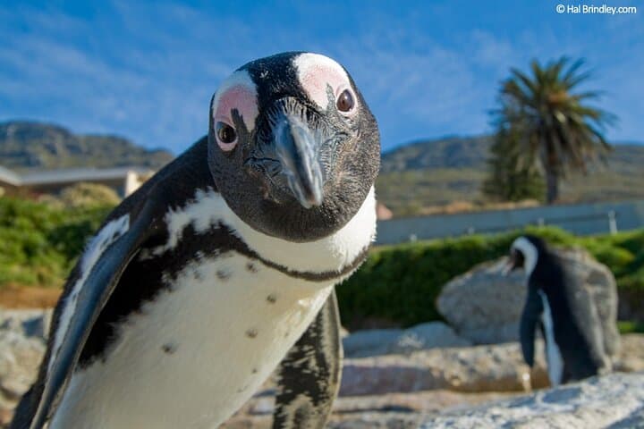 Cape Peninsula Tour and Cape of Good Hope Day Trip from Cape Town photo 2