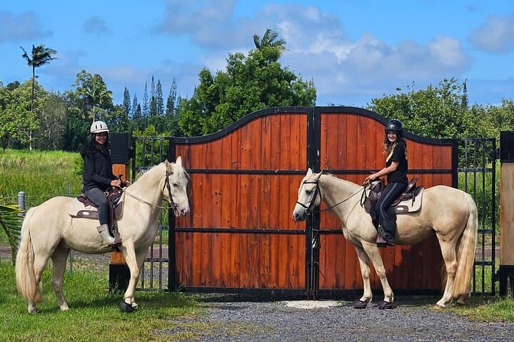 Small Group Rainforest Trail Ride in Wao Kele o Puna — Big Island Horseback Tours photo 3
