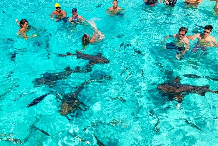 Private Nassau Swim with Pigs, Turtles & Snorkel: Rose Island Charter photo 2