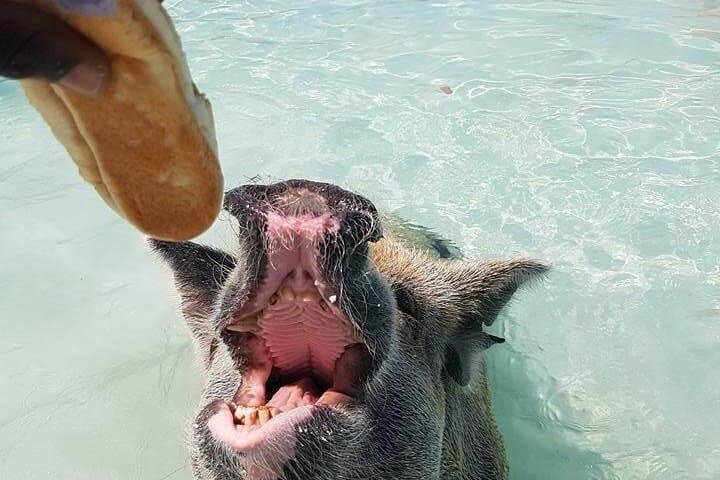 Private Nassau Swim with Pigs, Turtles & Snorkel: Rose Island Charter photo 3