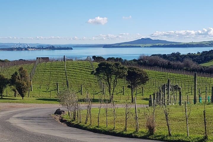 Waiheke Island Private Tour: Jazz‑Backed Wineries, Beaches & Local Flavour photo 5