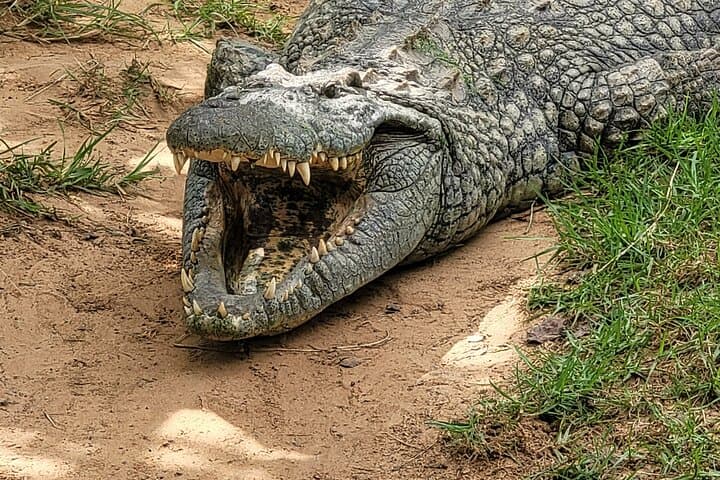 Explore Lawnwood Snake Sanctuary: Guided Snake Tours & Forest Walk near Plettenberg Bay photo 2