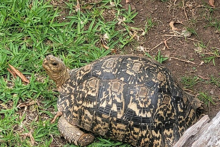 Explore Lawnwood Snake Sanctuary: Guided Snake Tours & Forest Walk near Plettenberg Bay photo 4