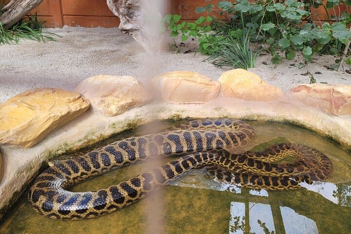 Explore Lawnwood Snake Sanctuary: Guided Snake Tours & Forest Walk near Plettenberg Bay photo 6