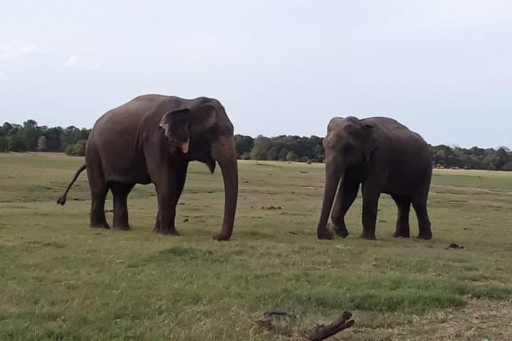 Jeep Safaris & Village Experience in Habarana: Elephants, Ritigala, and Rural Sri Lanka photo 2