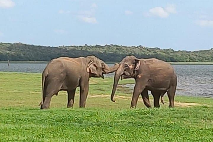Jeep Safaris & Village Experience in Habarana: Elephants, Ritigala, and Rural Sri Lanka photo 4