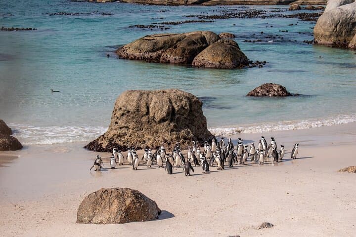 Cape of Good Hope Day Tour from Cape Town: Chapman’s Peak, Seal Cruises & Boulders Penguins photo 4
