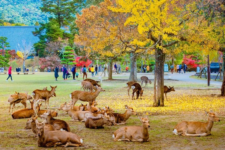 Kyoto and Nara Small Group Day Tour: Fushimi Inari, Arashiyama & Todai-ji in One Day photo 2