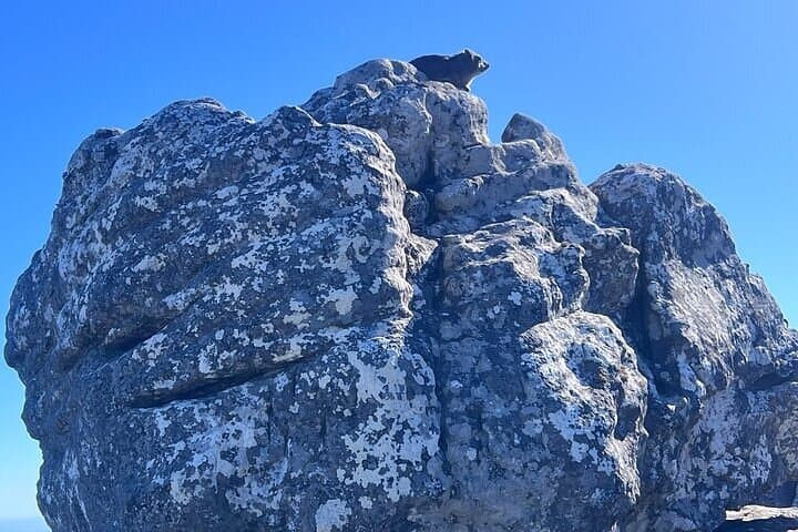 Table Mountain Cable Car & Bo-Kaap Half-Day Tour: Cape Town Views and Culture photo 1