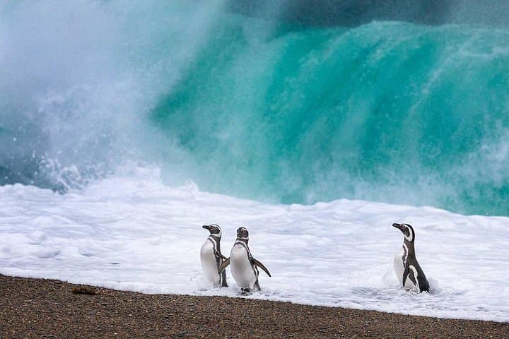 Monte León 4x4 Adventure: Penguins, Sea Lions & Patagonian Steppe Day Trip