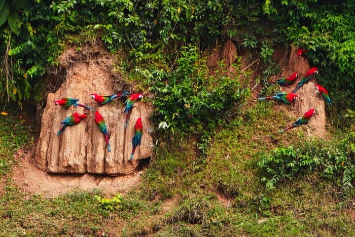 Manu Reserved Zone Amazon Tour — 6-Day Wildlife & River Expedition from Cusco photo 2