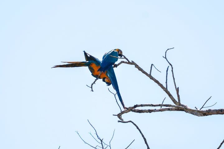 Manu Reserved Zone Amazon Tour — 6-Day Wildlife & River Expedition from Cusco photo 4