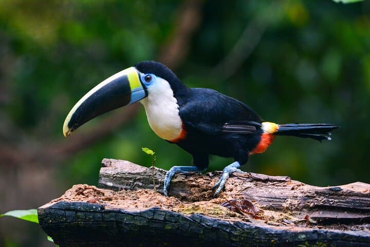 Manu Reserved Zone Amazon Tour — 6-Day Wildlife & River Expedition from Cusco photo 3