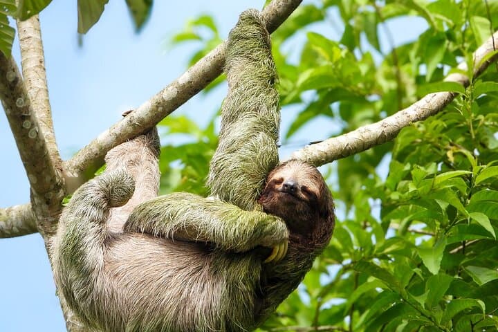 Manuel Antonio National Park: Guided Wildlife & Beach Day from Quepos