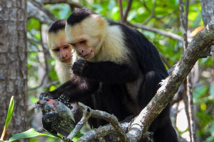 Manuel Antonio National Park: Guided Wildlife & Beach Day from Quepos photo 3