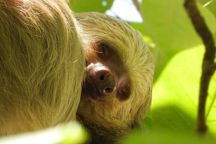 Manuel Antonio National Park: Guided Wildlife & Beach Day from Quepos photo 4