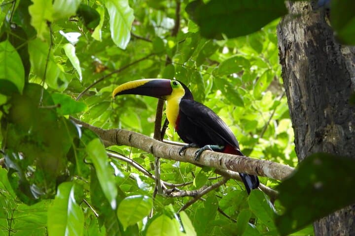 Manuel Antonio National Park: Guided Wildlife & Beach Day from Quepos photo 5