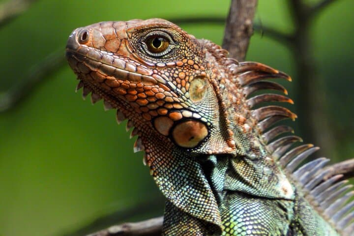 Manuel Antonio National Park: Guided Wildlife & Beach Day from Quepos photo 6