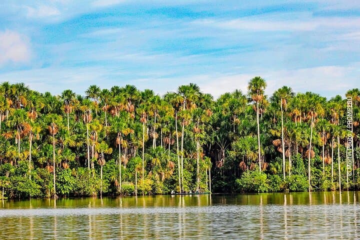 Lake Sandoval Wildlife Adventure — Canoe, Jungle Walk and Giant River Otters in Tambopata photo 5