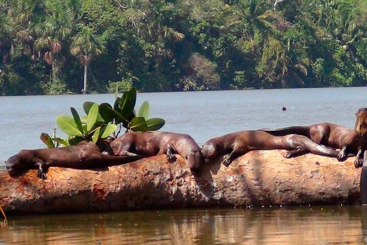 Lake Sandoval Wildlife Adventure — Canoe, Jungle Walk and Giant River Otters in Tambopata photo 6