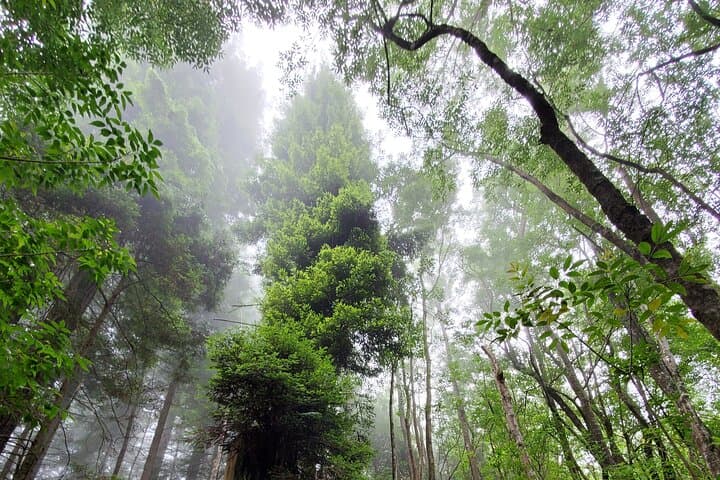 Private Maui Redwood Forest Hike: Poli Poli & Upcountry Makawao Day Tour photo 4