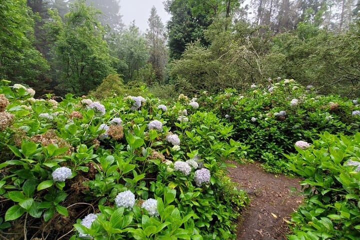 Private Maui Redwood Forest Hike: Poli Poli & Upcountry Makawao Day Tour photo 5