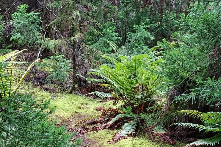 Private Maui Redwood Forest Hike: Poli Poli & Upcountry Makawao Day Tour photo 6