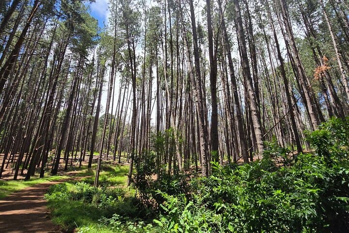 Private Upcountry Hiking Tour Maui: Kula Forest Walk & Bird Sanctuary photo 1