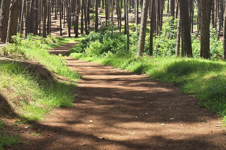 Private Upcountry Hiking Tour Maui: Kula Forest Walk & Bird Sanctuary photo 2